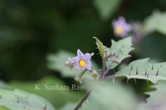 Solanum anguivi